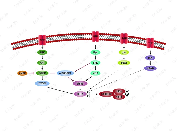 Hypoxia signaling pathway